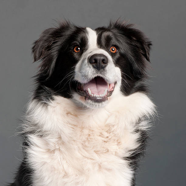 istock Border Collie, 14 months old, in front of grey background 530592044