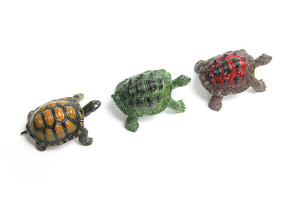 istock Line of Miniature Tortoises 530592053
