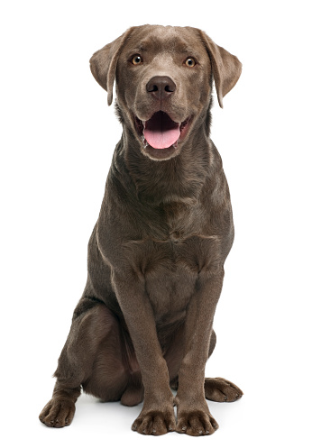 Labrador retriever, 7 months old, sitting in front of white background