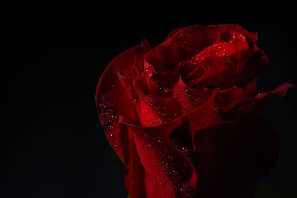 istock Close up of red rose with dramatic lighting on black 530592148