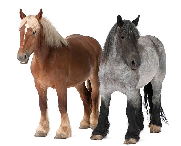 cheval belge, ni le chocolat belge lourd cheval, brabancon, un projet de chevaux de race - belgian horse photos et images de collection