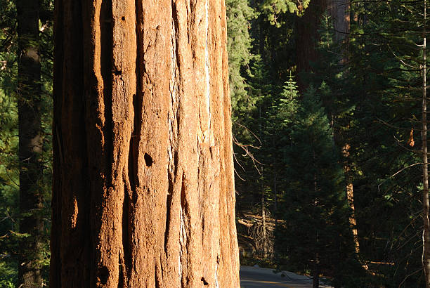 istock Sequoia tree at Sequoia National Park 530592459