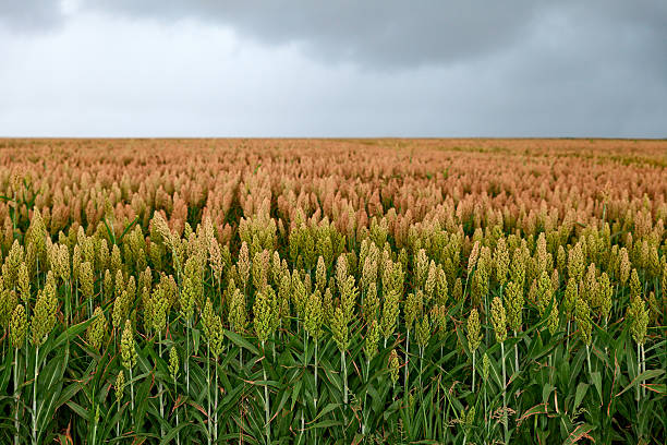 campo di sorgo - sorgo foto e immagini stock