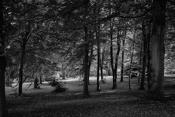 istock View of trees in England 530593509