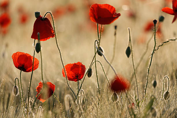istock poppy flowers 530593993