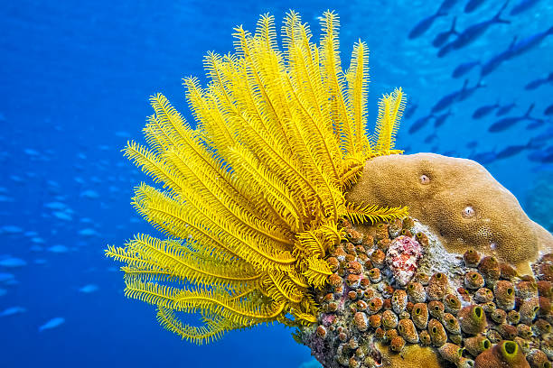 yellow feather star ( crinoid ) - sea lily - koraal stockfoto's en -beelden