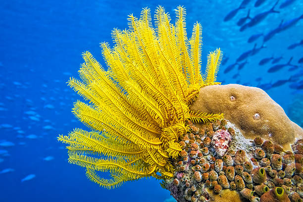 желтый перо star (класс морские лилии)-морская лилия - морская лилия стоковые фото и изображения