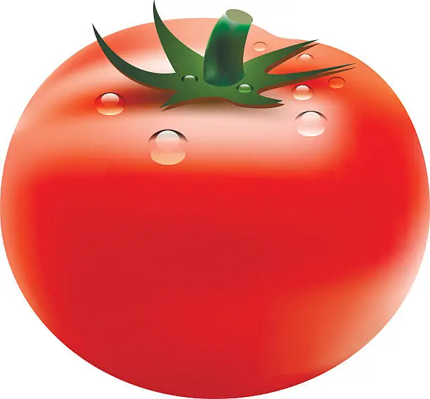 Vector illustration of tomato