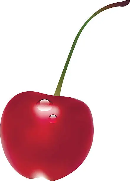 Vector illustration of cherry