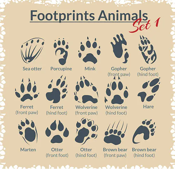 Vector illustration of Footprints Animals - vector set.