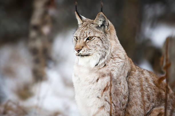 istock Lynx sitting in the winter forest 530602793