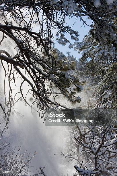 Pike National Forest Snow Stock Photo - Download Image Now - Beauty In Nature, Blizzard, Cold Temperature
