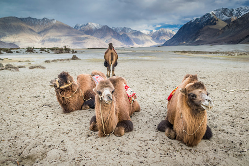 A double-hump camel is waiting for tourists in Nubra Valley, Leh.