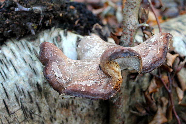 istock Bracket fungus (Birch Polypore) growing on fallen Birch Tree, UK 530603487