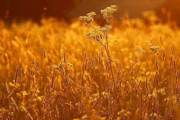 istock sunset, golden background summer grass 530604925