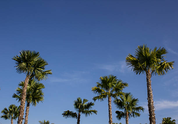 istock Palms Tree in the Public park, Garden setting 530605227