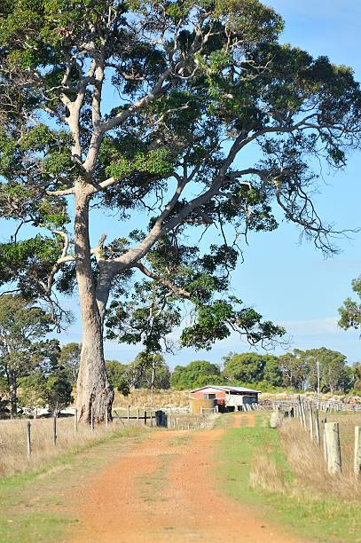 istock Past the Tree near the Old Dairy 530605591