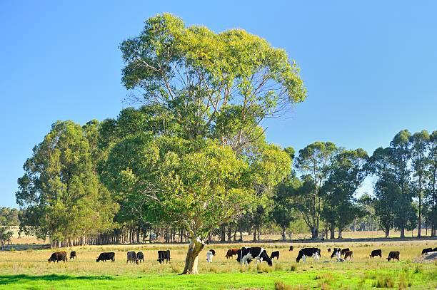 istock Cattle grazing in the Australian autumn 530605599