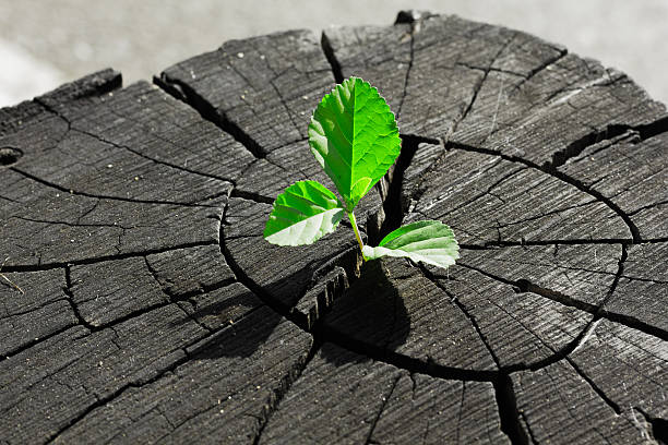 istock plant growing out of a tree stump 530605673