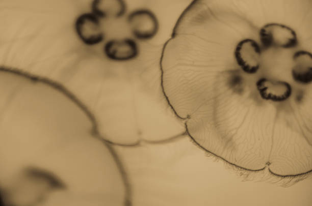 istock Close-up of Jellyfish 530607383