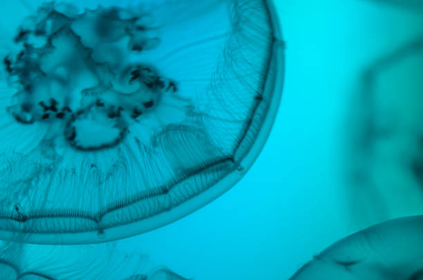 istock Close-up of Jellyfish 530607391
