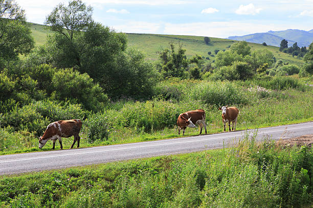 istock Cows on the road in Altai Mountains. 530611621