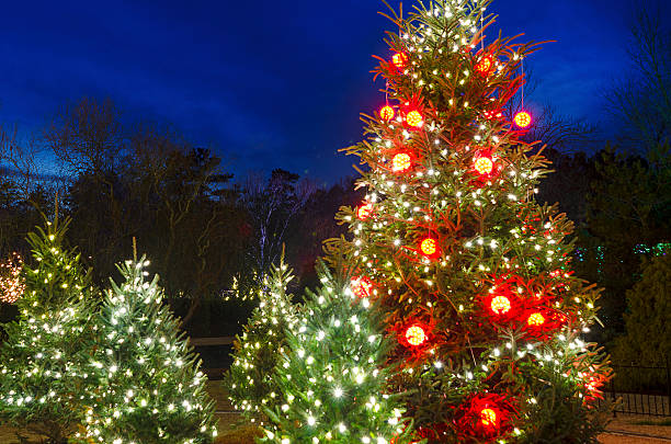 istock Outdoor Christmas Trees 530612743