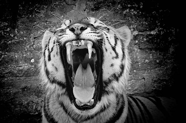 tiger b & w - leopard horizontal snout fur zdjęcia i obrazy z banku zdję�ć