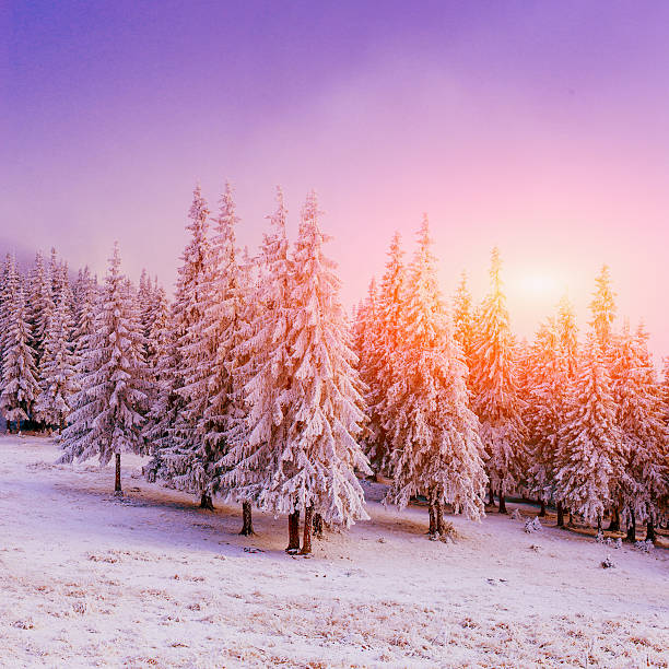 istock winter landscape trees in frost 530614123