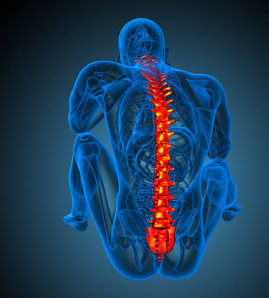 istock 3d render medical illustration of the human spine 530614967