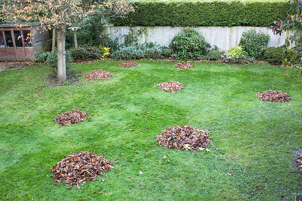 istock Autumn or winter leaves swept into big piles on grass 530615689