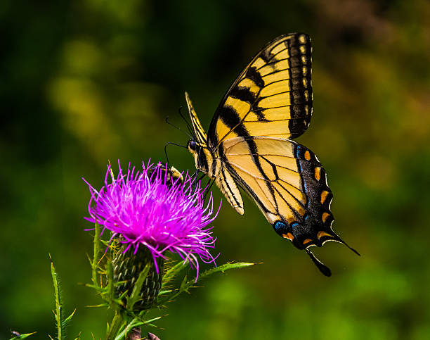Swallowtail butterfly on a thistle in Shenandoah National Park, Virginia.