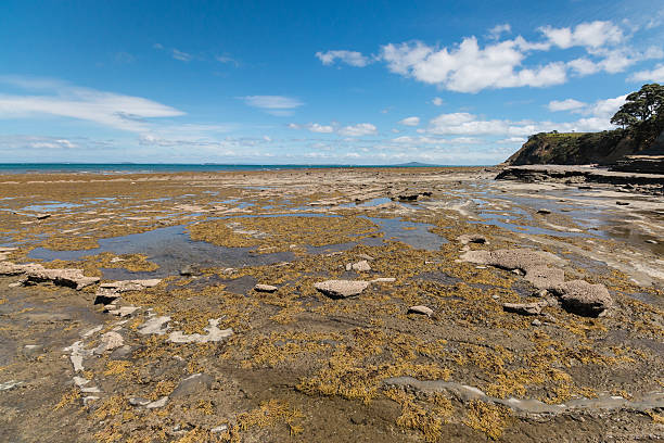 istock tide pools at New Zealand coast 530616791