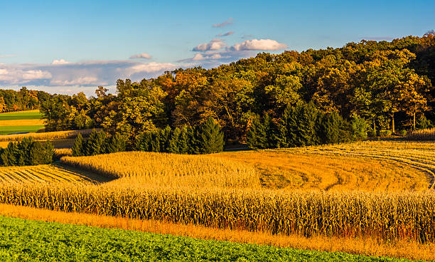 istock Evening light on farm fields in rural York County, Pennsylvania. 530617669