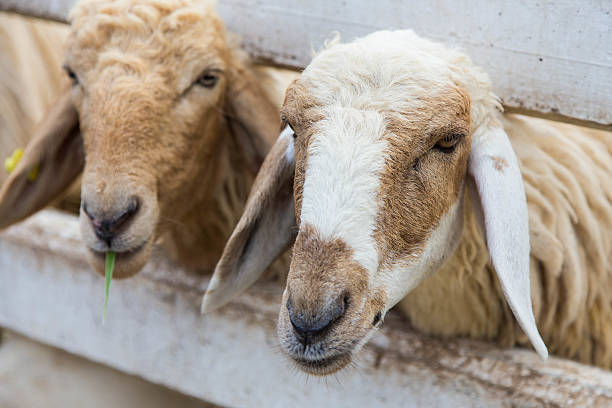 sheep behind the fence stock photo