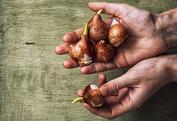 istock prepared for planting spring bulbs plants 530618101
