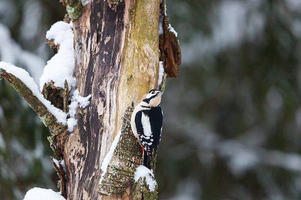 Great spotted woodpecker Great spotted woodpecker on a tree trunk dendrocopos major great spotted woodpecker in the snow stock pictures, royalty-free photos & images