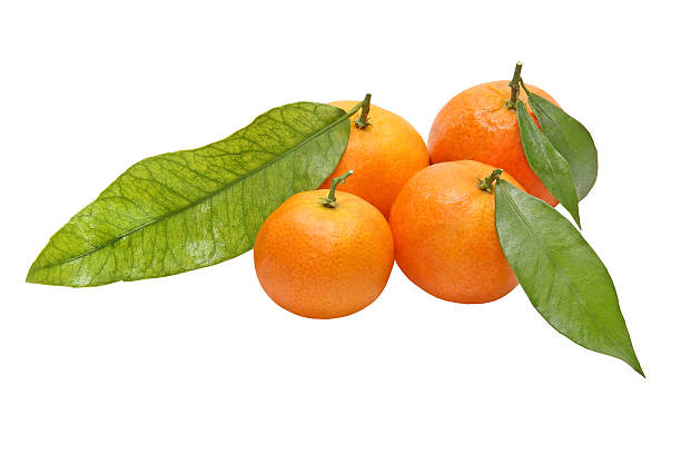 cuatro tangerines con verde leafes.isolated. - leafes fruit orange leaf fotografías e imágenes de stock