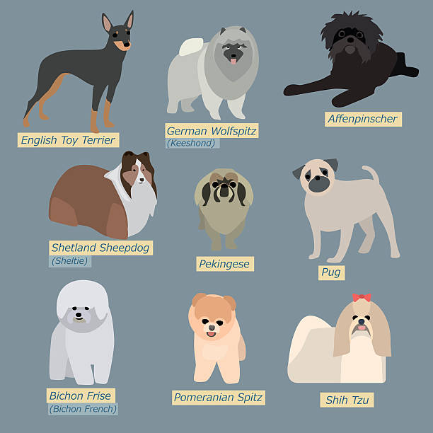 illustrazioni stock, clip art, cartoni animati e icone di tendenza di silhouette semplici di cani. tipi di mini-cani in flat design - keeshond