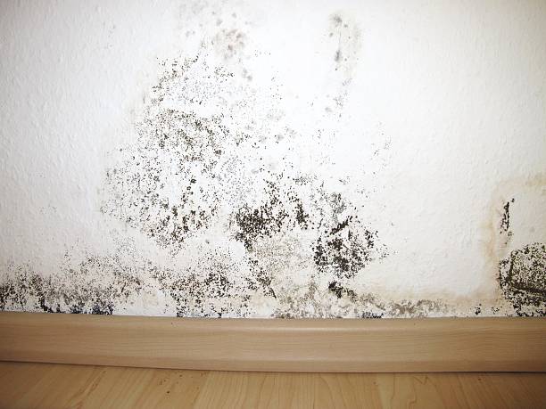モールド壁に - mold damaged toxic mold mildew ストックフォトと画像