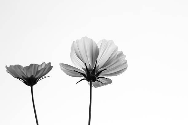 istock cosmos flower in garden 530627303