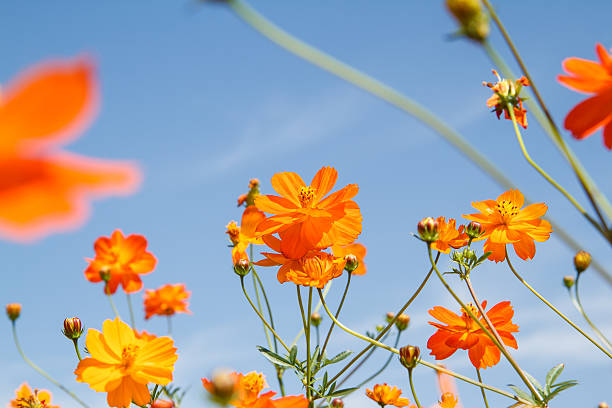 istock yellow cosmos flower in garden 530627409