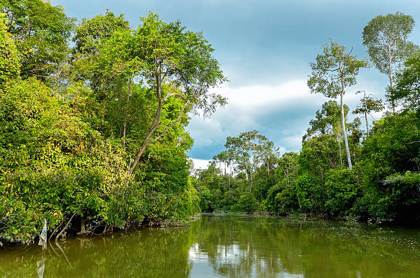 istock Kinabatangan river, Malaysia 530629395