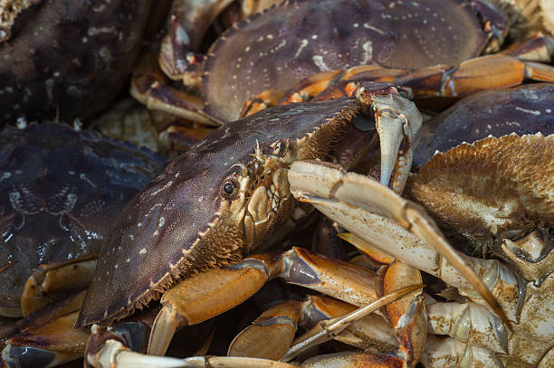 istock Live Dungeness Crabs in Shipping Container 530629619
