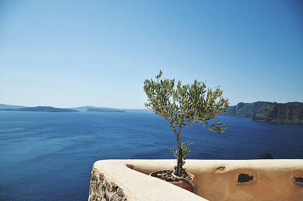 Red bougainvillea flowers on Mediterranean turquoise sea, romantic aerial view