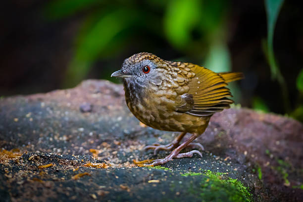 manchas wren babbler dourado (napothera brevicaudata) - jungle babbler imagens e fotografias de stock