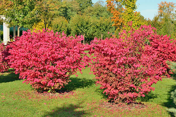 istock Beautiful bush in autumn park 530631031