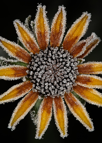 Frosted rudbeckia.