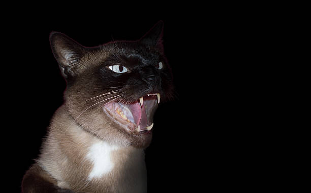 aggressive cat angry and aggressive cat on black background taxidermy cat stock pictures, royalty-free photos & images