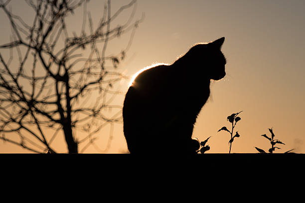 istock Black Cat outdoor and Sunset 530632367